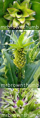 Eucomis bicolor- Pineapple Lily
