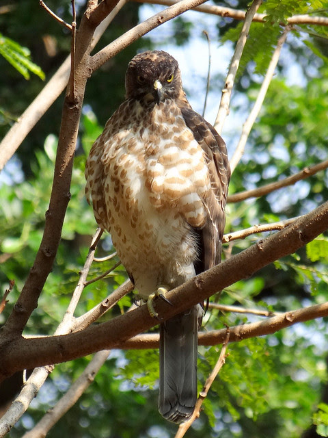 鳳頭蒼鷹/無限台南