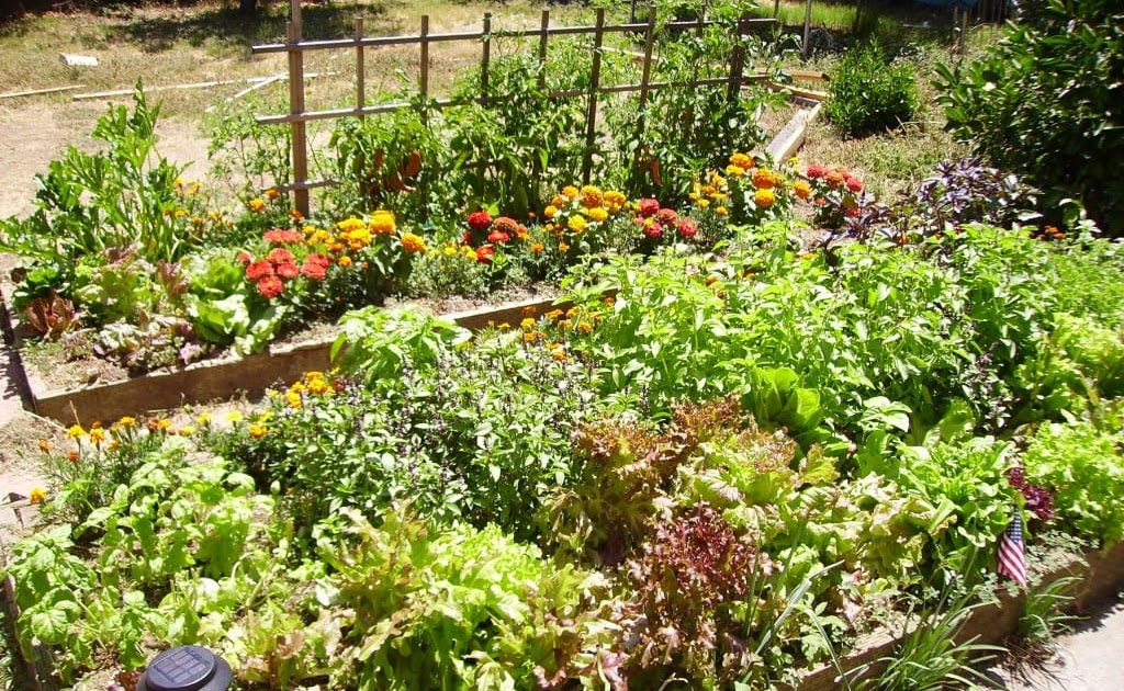 Planning Your Vegetable Garden Layout - IEKACHAYUNK91