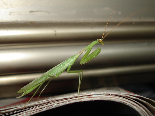 Praying mantis