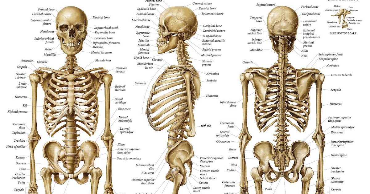 Human Back Bones Names - Spinal column showing numbered vertebrae which