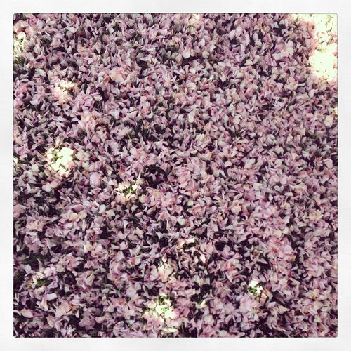 petalyard