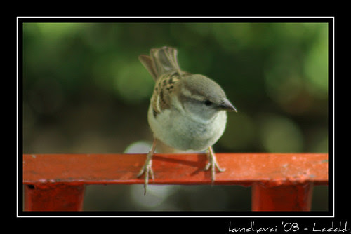 Bird