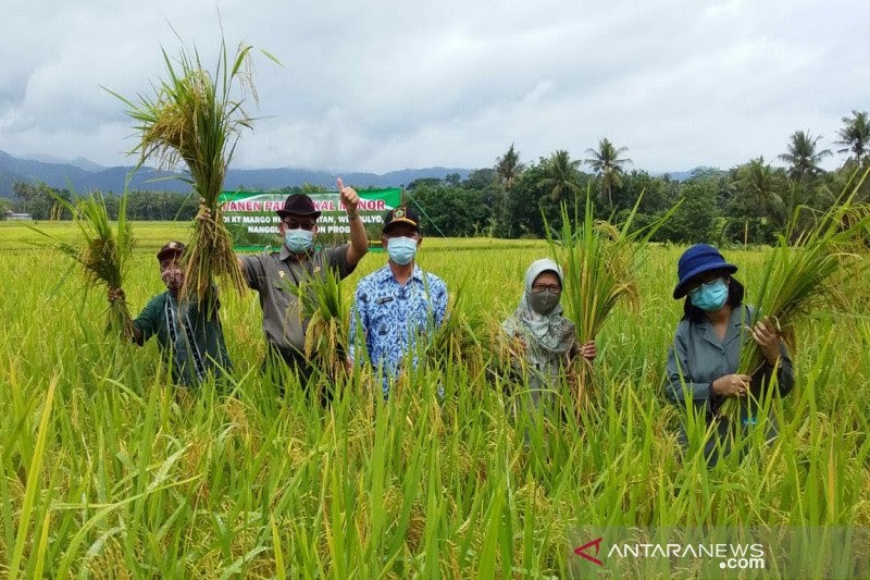 Kesan Negatif Penanaman Padi : Meskipun dalam urutan, tanaman padi