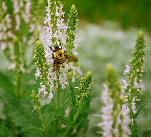 Buzz
