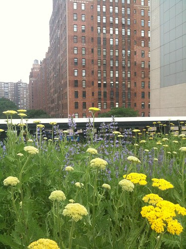 Flowers and buildings