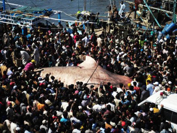 O tubarão-baleia pescado no Paquistão tem 12 metros de comprimento e pesa aproximadamente sete toneladas (Foto: Asif Hassan/AFP)