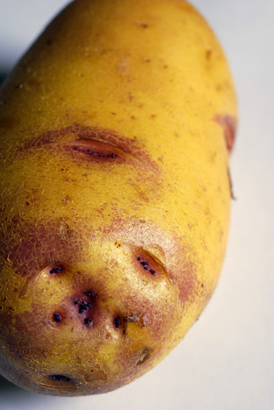 Blue Catriona Potato