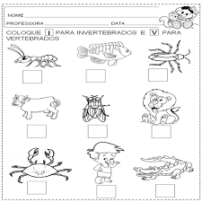 Colorear Dibujos Animales Invertebrados | Colorear dibujos