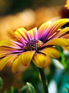 Желто-фиолетовый цветок