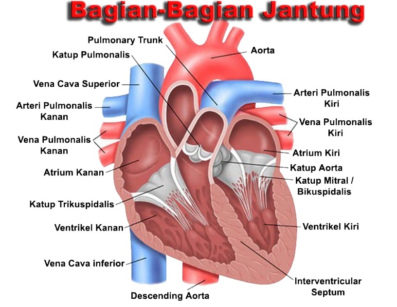 Empat Ruang Dalam Jantung Adalah : Jantung jantung adalah sebuah organ