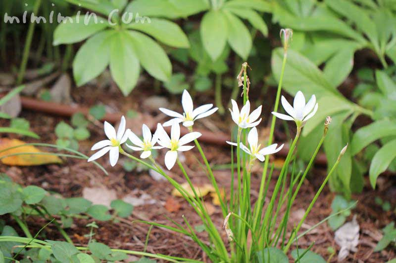 年の最高 リリー 花 言葉 10k画像の花