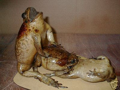 Humping frogs