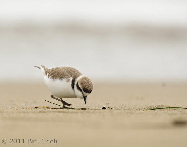 Looking for a snack, Point Reyes - Pat Ulrich Wildlife Photography