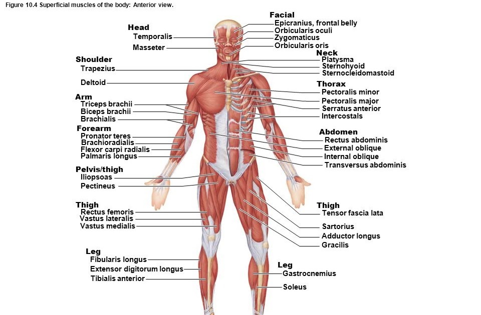 Muscles Anterior Full Body Diagram Female Muscle Diagram And