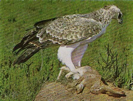 Pg6-5, MARTIAL EAGLE