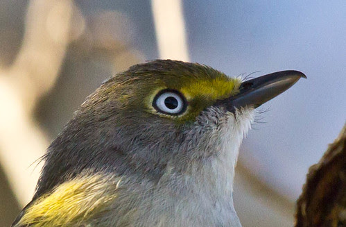 White-eyed Vireo