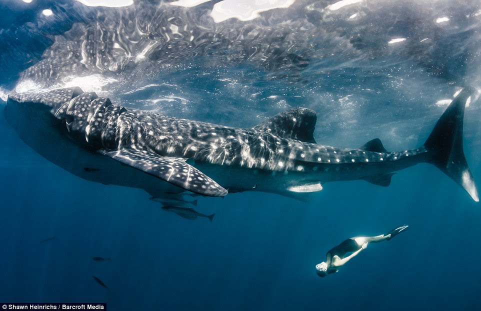 The whale shark swims just below the surface of the water near the northern Peninsula of Mexico