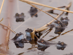 Common Frog - butsnudet frø (Rana temporaria) - April 2010 (by Isfugl)