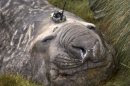 Handout photo of a Southern Ocean elephant seal wearing a sensor on its head as it sleeps on an island in the Southern Ocean, Antarctica