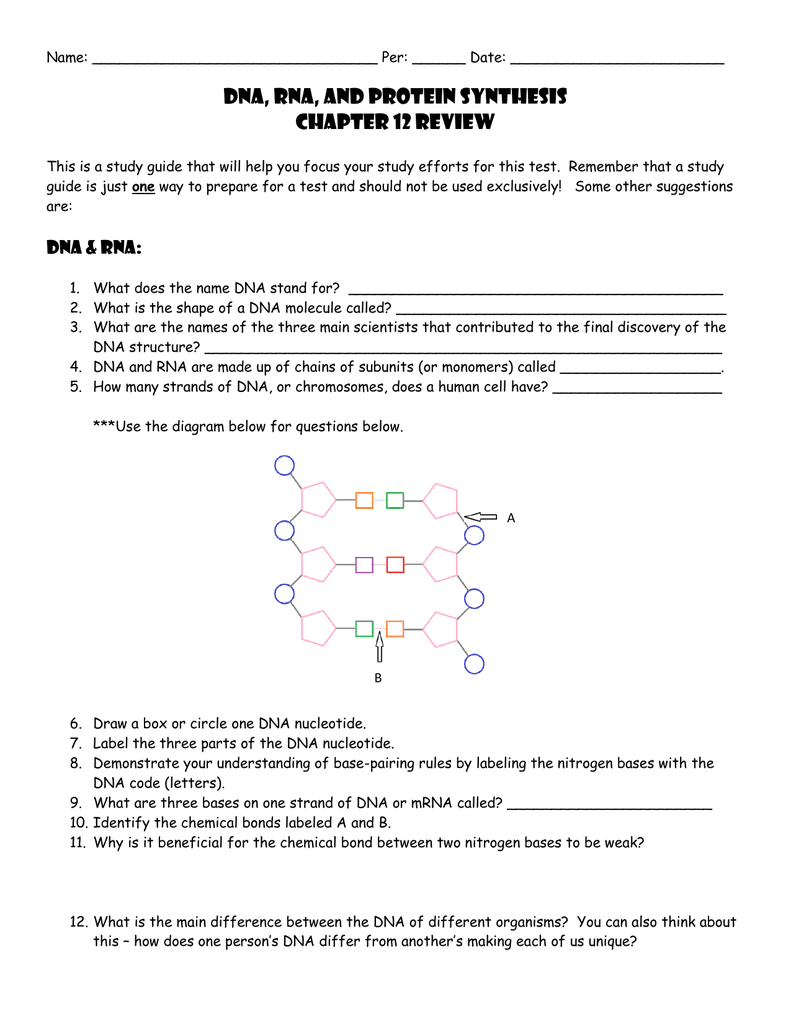 chapter-12-protein-synthesis-worksheet-answer-key-worksheet