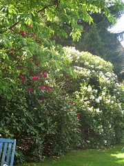 unsere Rhododendronhecke