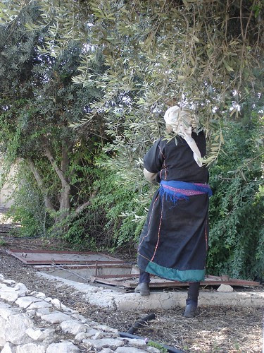 Woman harvesting olives