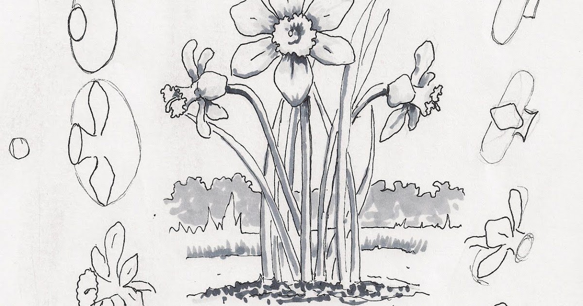 Lesson Plans Fields Of Daffodils Lesson Plan Coloring Pages - 25