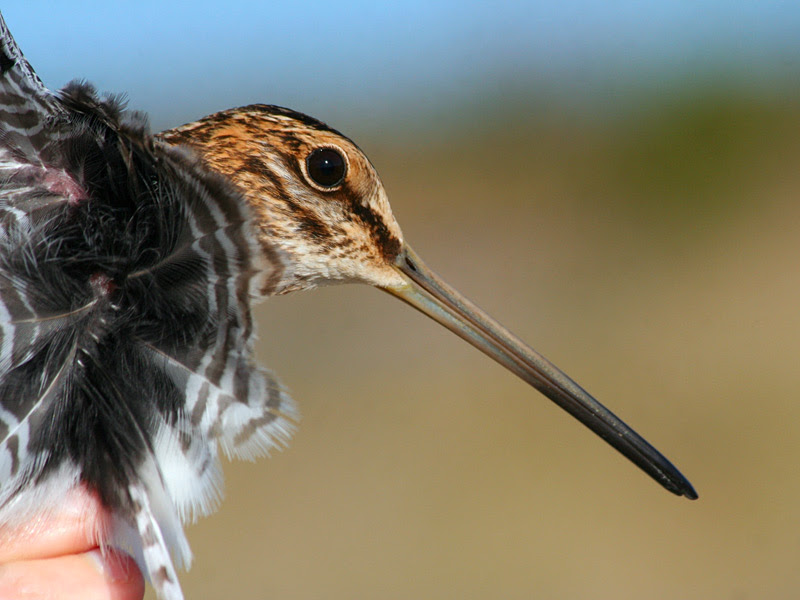 Wilson's Snipe Wilson's Snipe