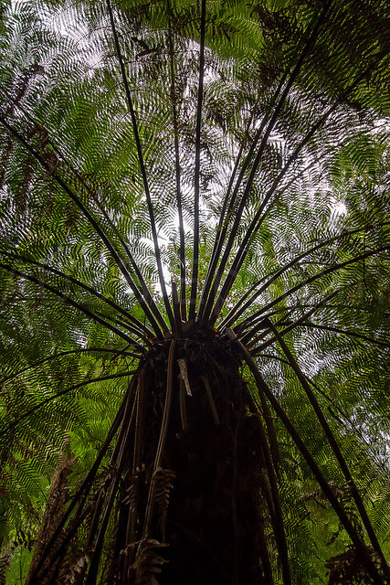 Valley of the Ferns