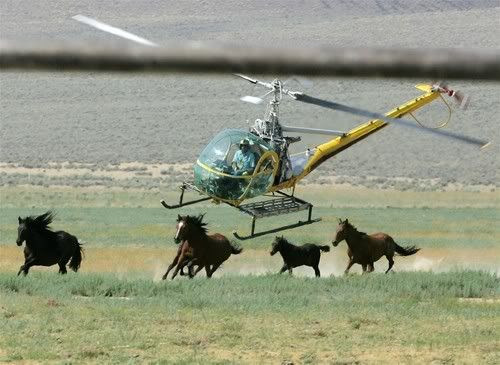 $37 Million To Pen Up Excess Wild Horses
