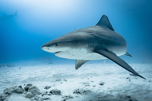 Carcharhinus leucas (Müller & Henle, 1839)