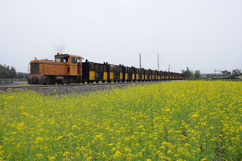 油菜花和火車