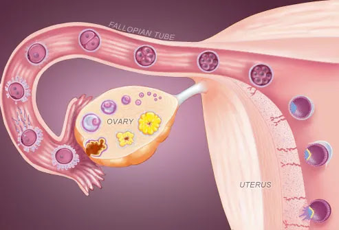 Illustration Of Fertility Cycle