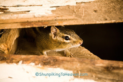 Chipmunk in an Abandoned Outhouse, Portage County, Wisconsin