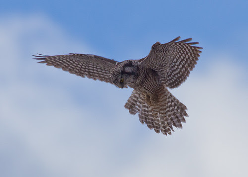 Northern Hawk Owl