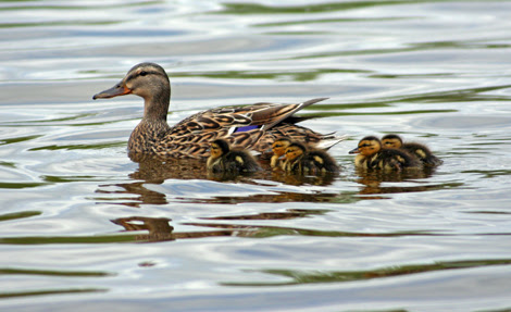 mumma duck and ducklings