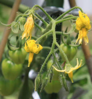 美しい花の画像 エレガントミニトマト 花