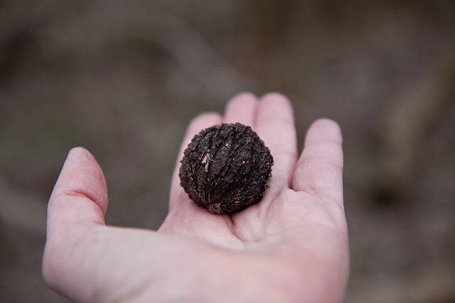 walnut2