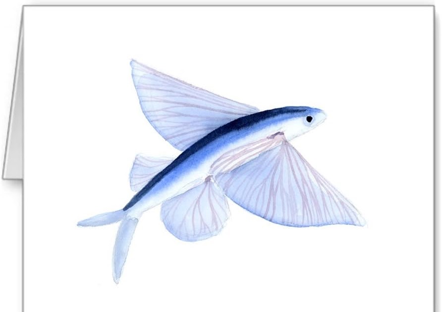Flying Fish Drawing : Find ratings, reviews, and where to find beers