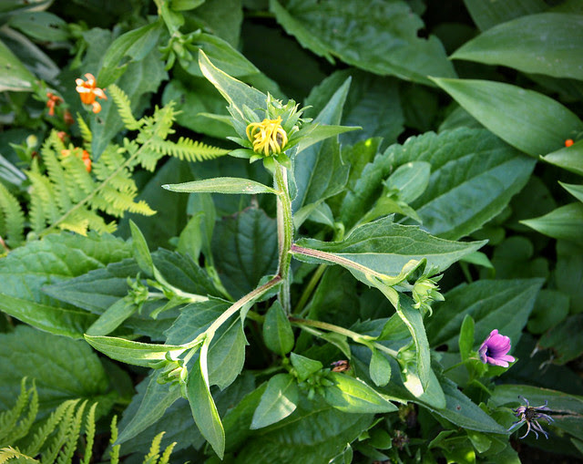 blackeyedsusans_1