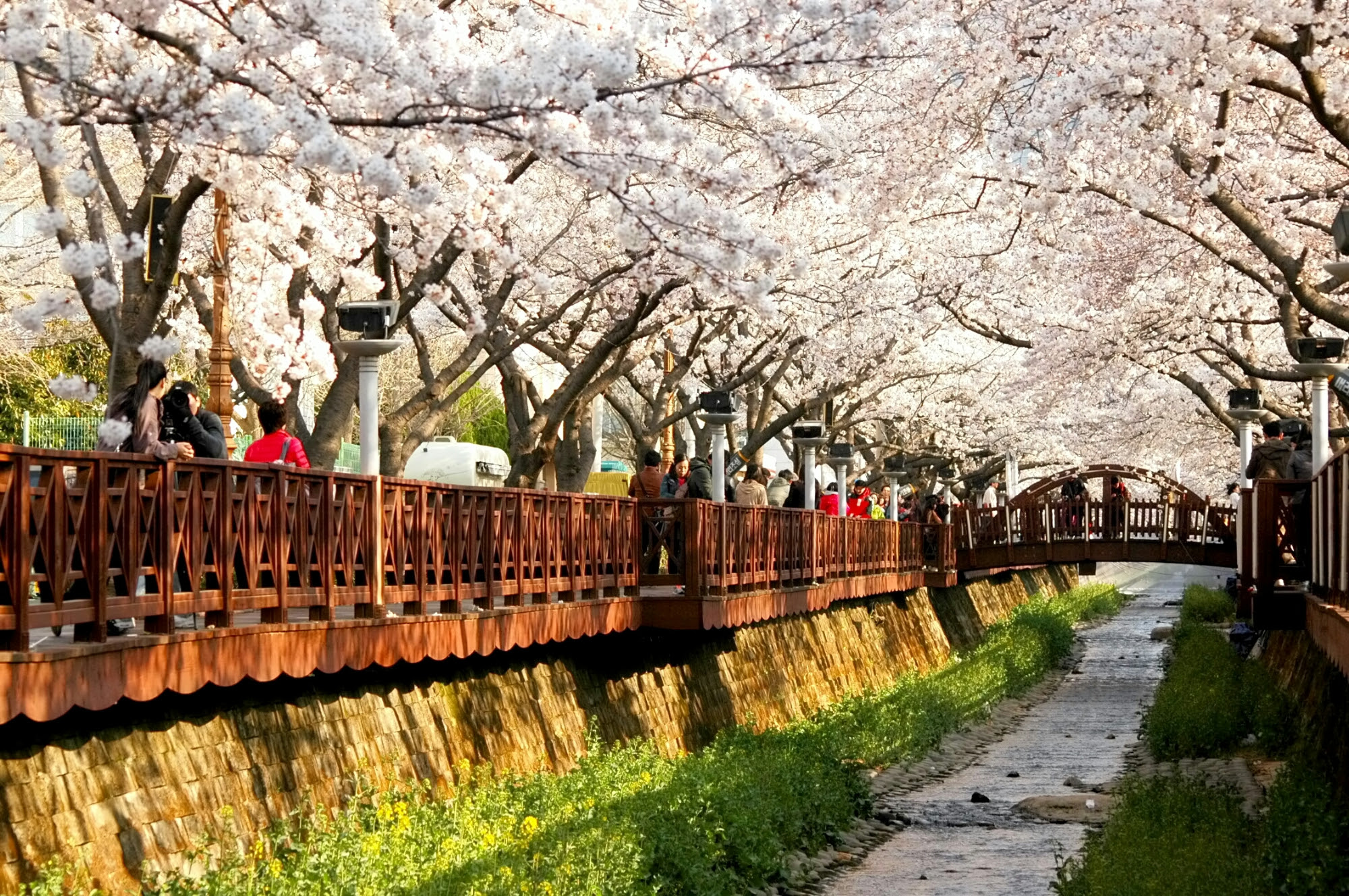 Gambar Bunga Sakura Di Korea Selatan Pickini