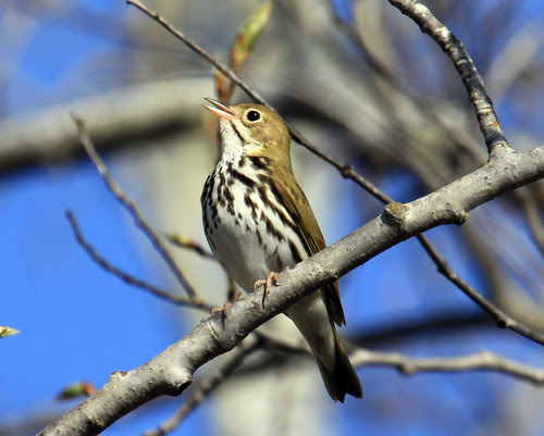 Ovenbird