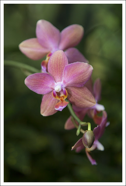 MoBot Orchid Show 2013-03-31 5