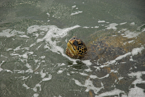 Sea Turtle