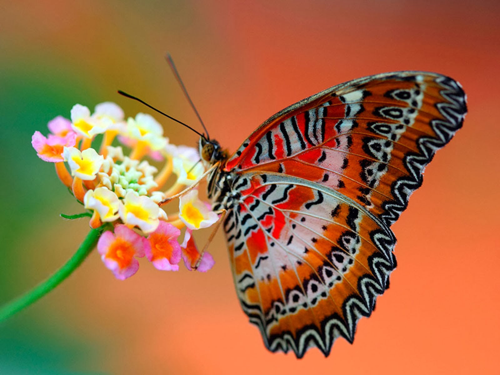 Butterfly Wallpapers High Quality | Download Free