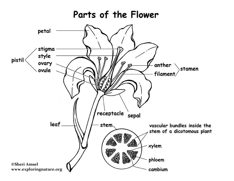 structure-of-a-flower-worksheet-answers-jameslemingthon-blog