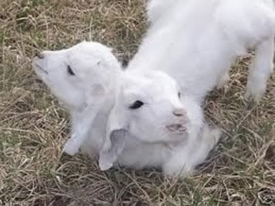 Domba Berkepala Dua Domba Berkepala Dua