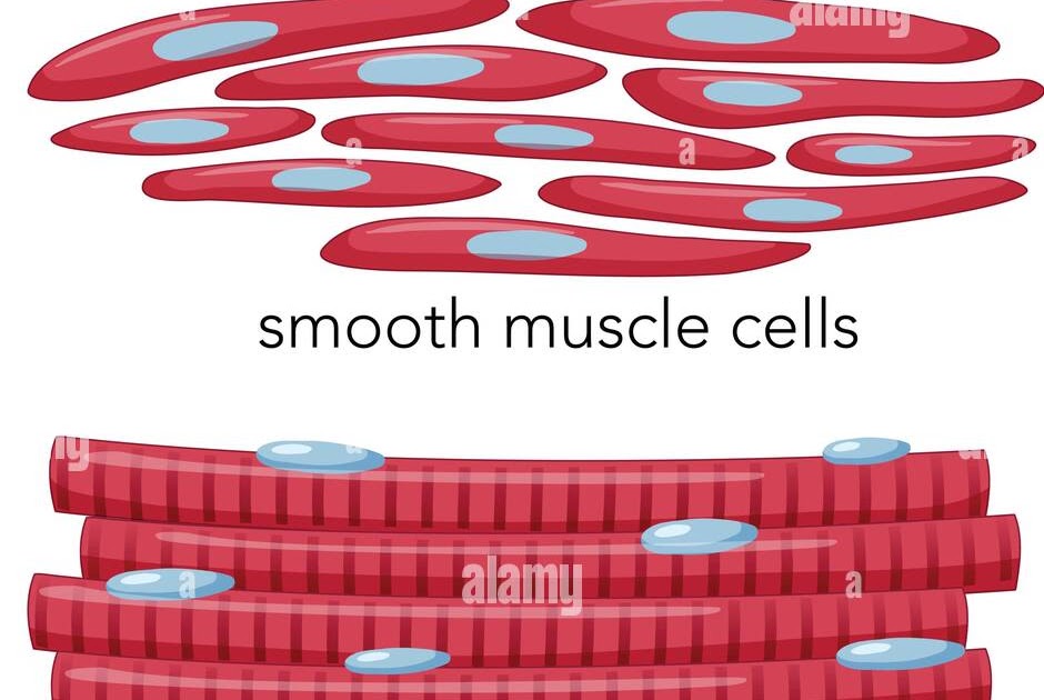 Smooth Muscle Tissue Diagram Black And White / Structural ...