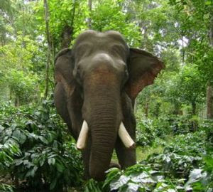jungle book The-Great-Indian-Elephant1